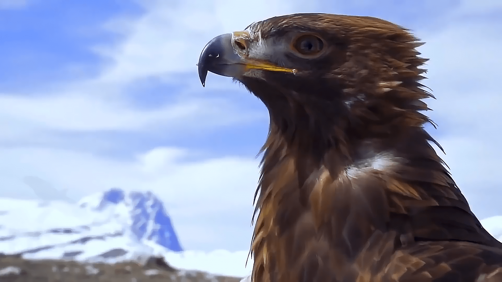 关于蜜蜂客场逆袭，绝杀老鹰保持不败的信息